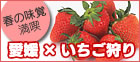 愛媛のいちご狩りスポット